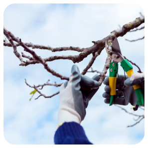 Tree care benefit 2