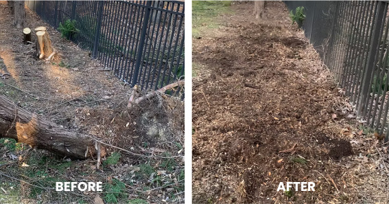 Stump before removal