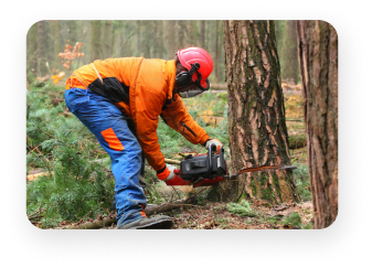 Professional arborist