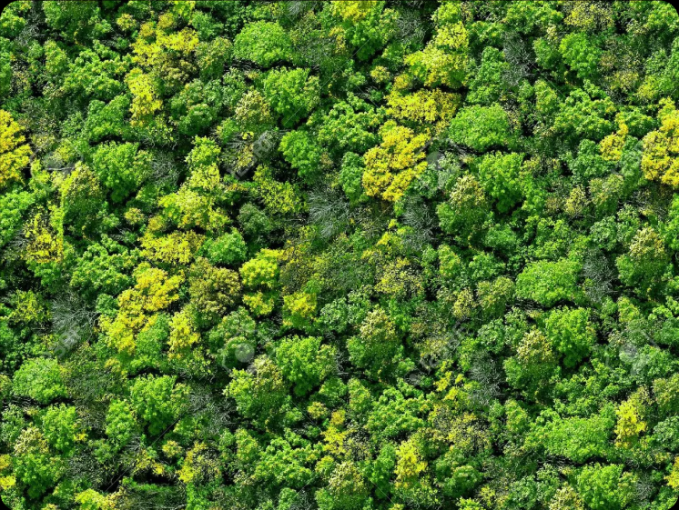 Green forest canopy background