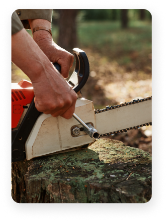 Tree care service